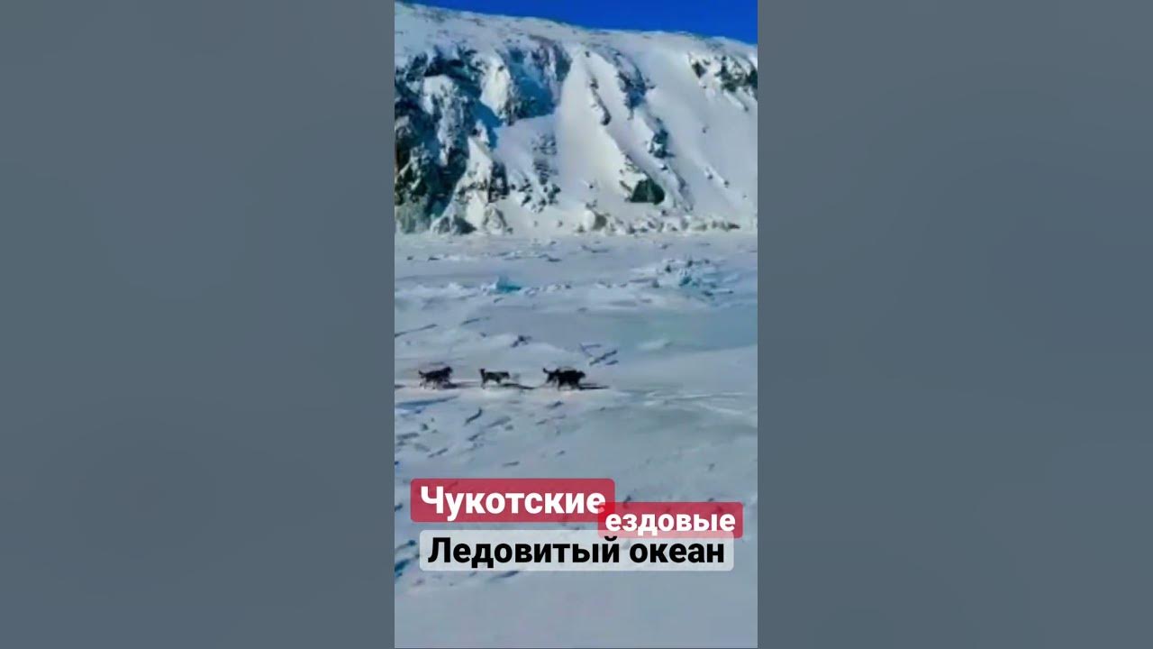 Чукотка. Гонка на собачьих упряжках "Надежда" #чукотка #хаски - YouTube
