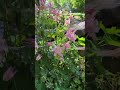Where do pollinators live at the Smithsonian? #shorts