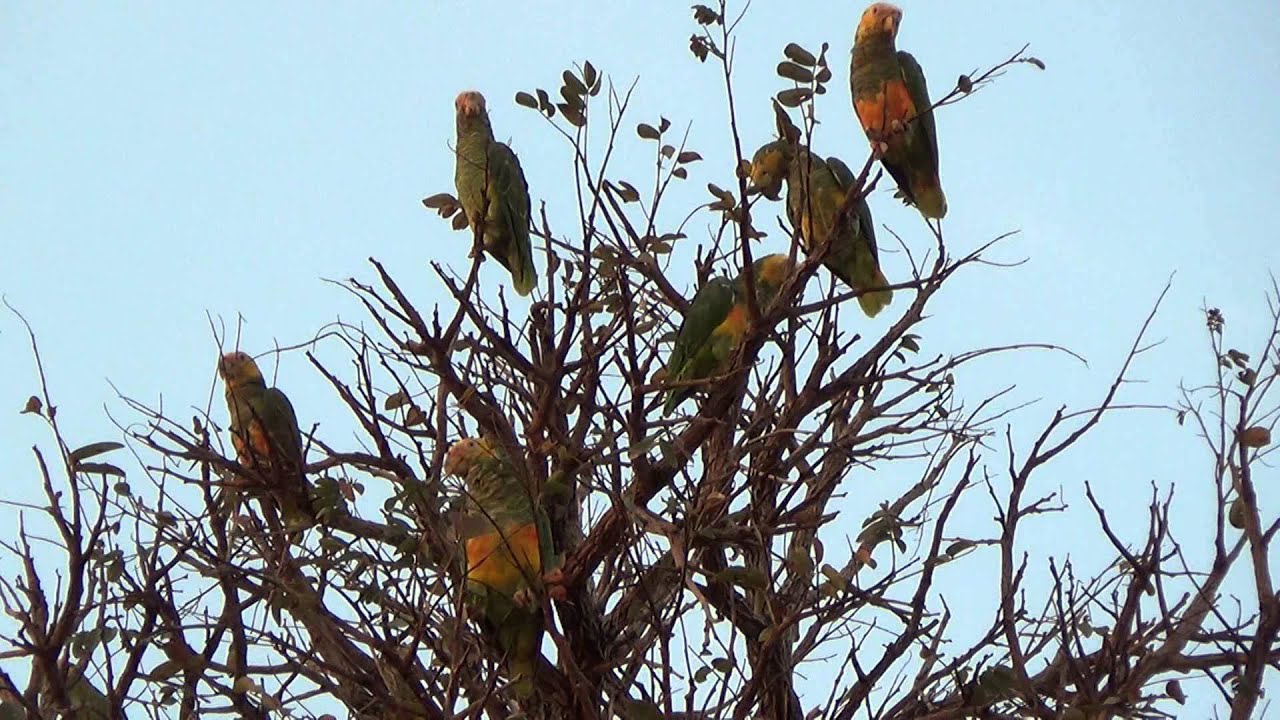 Bunch of parrots, Yellow-faced Parrot, Alipiopsitta xanthops, 
