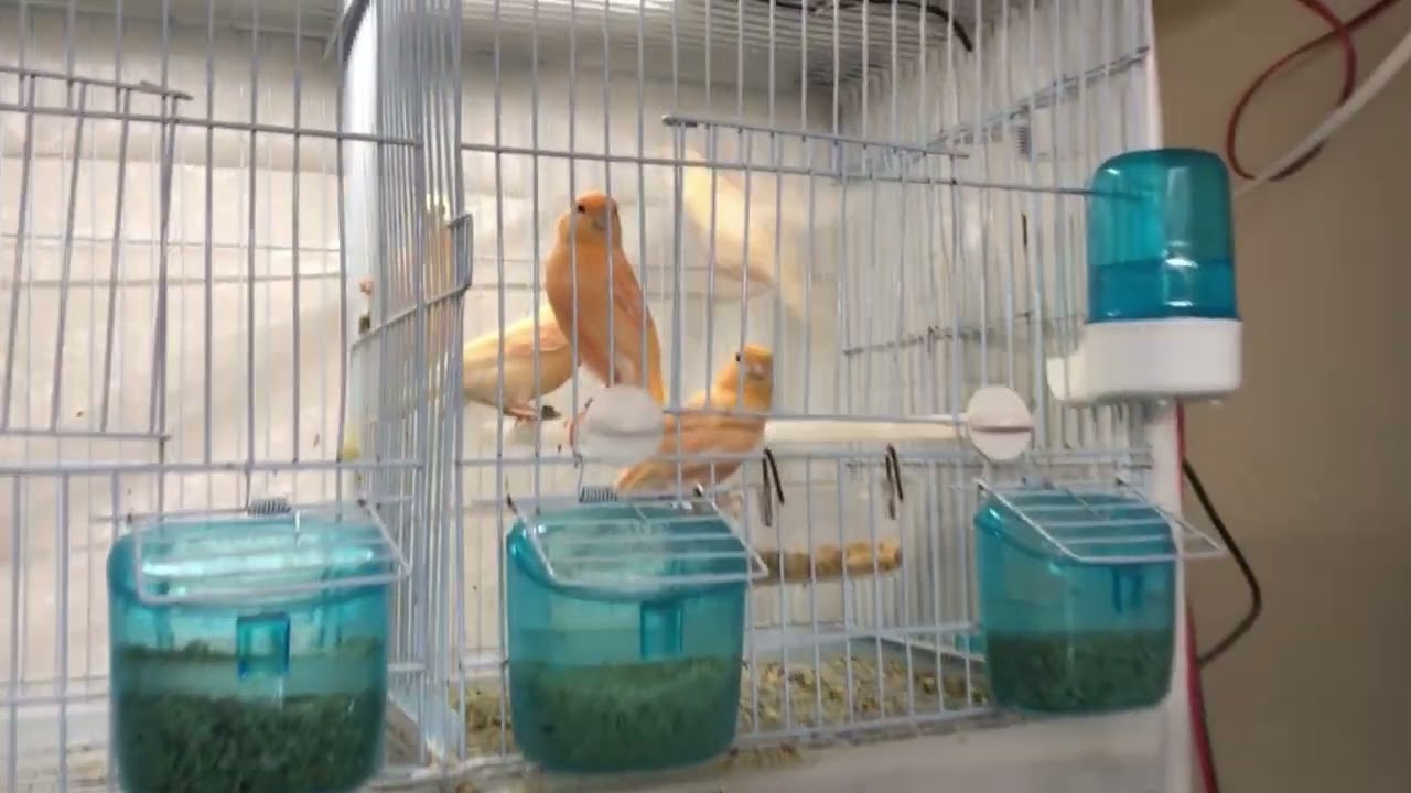 Canarios de temporada  2026 recién destetados y los metimos a las voladeras 