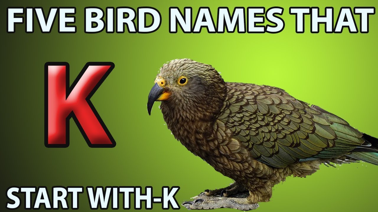 Five Bird Names That Start With "K" YouTube