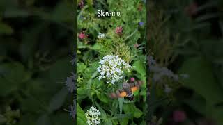 The amazing hummingbird HAWKMOTH (Macroglossum stellatarum)
