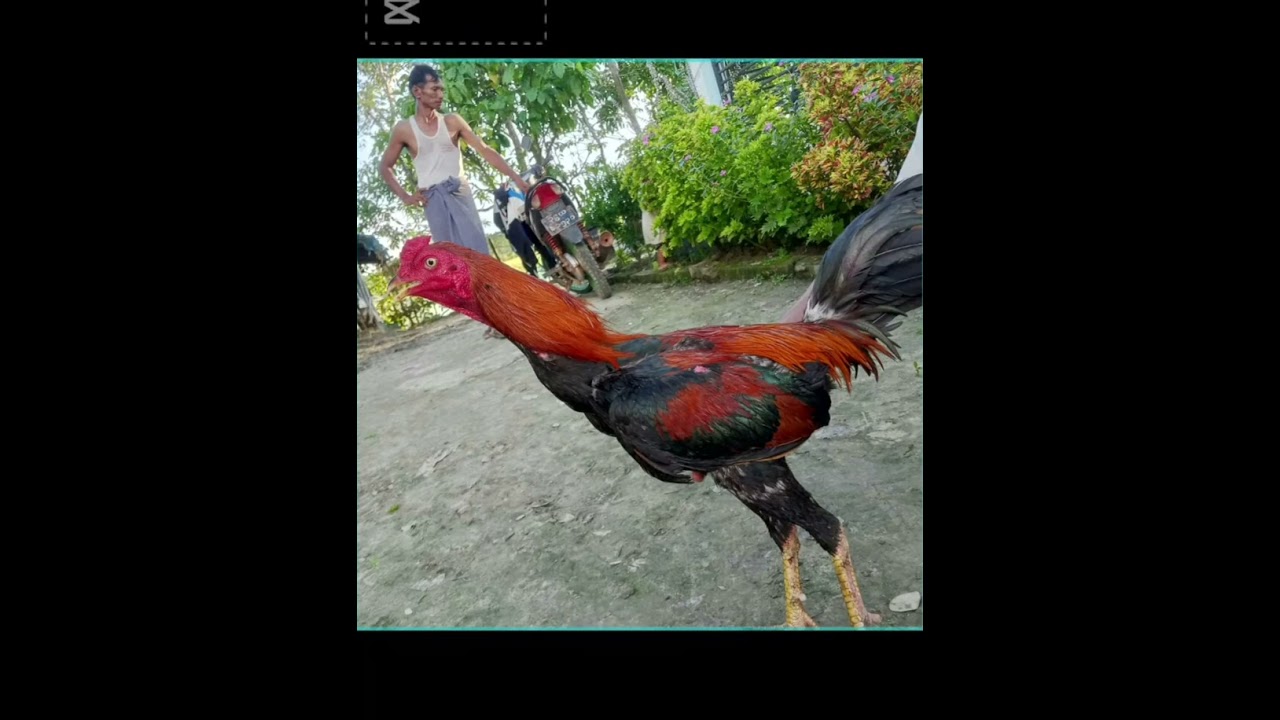 နှုတ်နဲ့ ကြက်ပုတ် ဘယ်ဟာပိုကောင်းသလဲ လေ့လာရန်