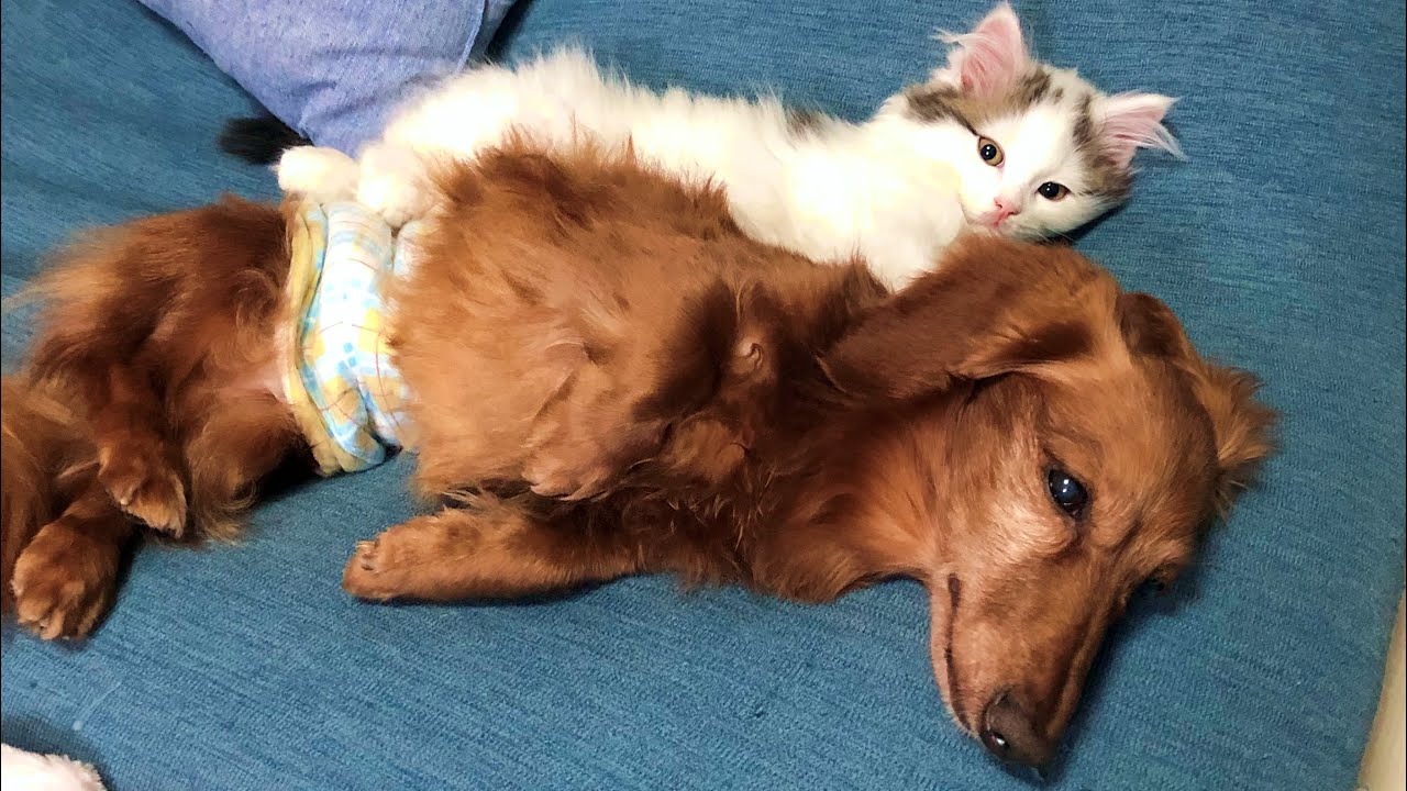 子猫と犬がベッタリ離れない姿をご覧ください Munchkin Kitten And Dachshund Stay Together マンチカン ダックスフンド Youtube