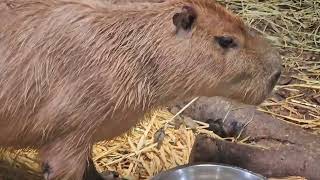カピバラ - YouTube