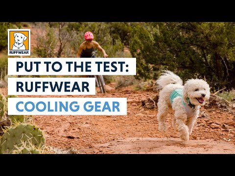 Vidéo: Cool Gear pour garder votre chien au froid cet été