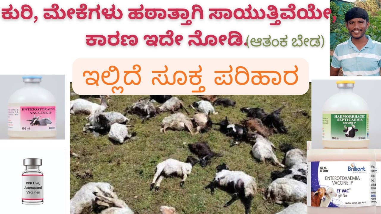 ಕುರಿ ಮತ್ತು ಮೇಕೆ ಸಾಕಾಣಿಕೆಯಲ್ಲಿ ಪ್ರಮುಖವಾಗಿ ನೀಡಬೇಕಾದ ಲಸಿಕೆಗಳು ಮತ್ತು ರೋಗ ನಿಯಂತ್ರಣ ಕ್ರಮಗಳು 
