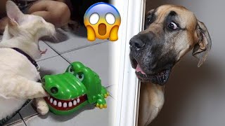 Try Not to Laugh 2024😁 New Funny Dog and Cat Video 😹🐶 Part 24 by Peow Peow Studio 2,929 views 4 days ago 1 hour, 3 minutes