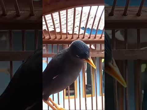 suara memanggil jalak