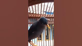 suara memanggil jalak kebo gacor keras #shorts #tranding #viral