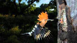 Bird Songs sound effects, Nature Sounds Relaxing Nature: Forest Bird Sounds, sound effect
