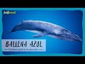 Le plus gros animal de la plante  la baleine bleue