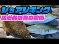 【ショアジギング】大阪湾ショアジギング初心者が教える青物の釣り方