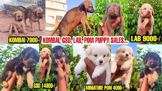 4000-/ ONLY |German Shepherd, Lab,Kombai, Miniature Pom Sales |Top Quality Puppy Available for Sales