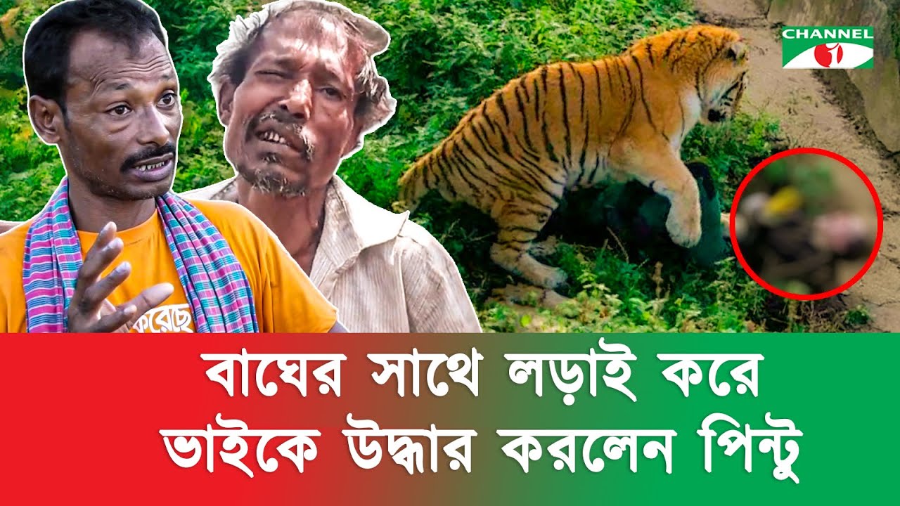 বাঘের সাথে লড়াই করে বড় ভাইকে উদ্ধার | মা কে বাঁচাতে পারেনি পিন্টু | বাঘের সাথে মানুষের লড়াই
