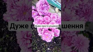 Як підперти хризантему? #кущ #опора #хризантема