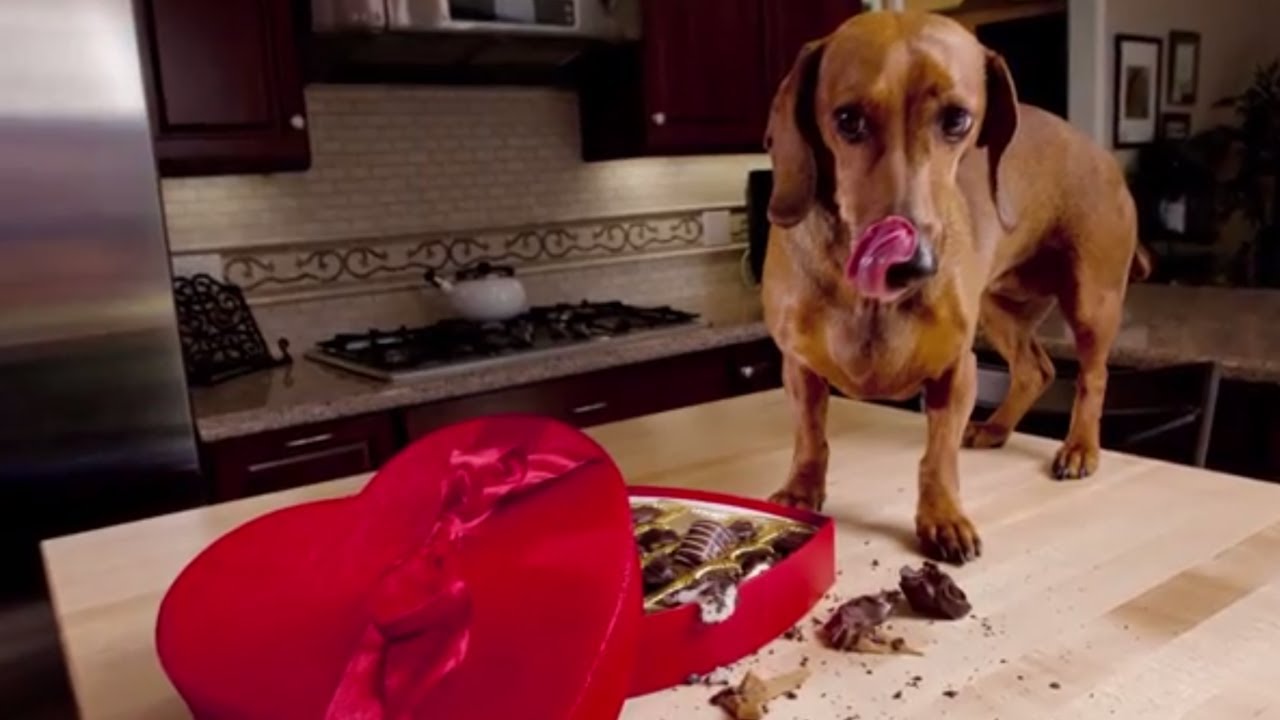 Pet Proofing for Your New Puppy or Kitten