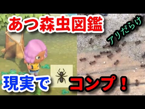 【あつ森】現実はアリだらけ【リアルで虫図鑑コンプ】