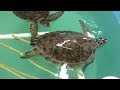 Texas Sealife Center joins Coastal Bend animal rescue organizations