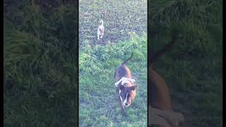 Staffy X Pit And Jack Russells Out On A Walk