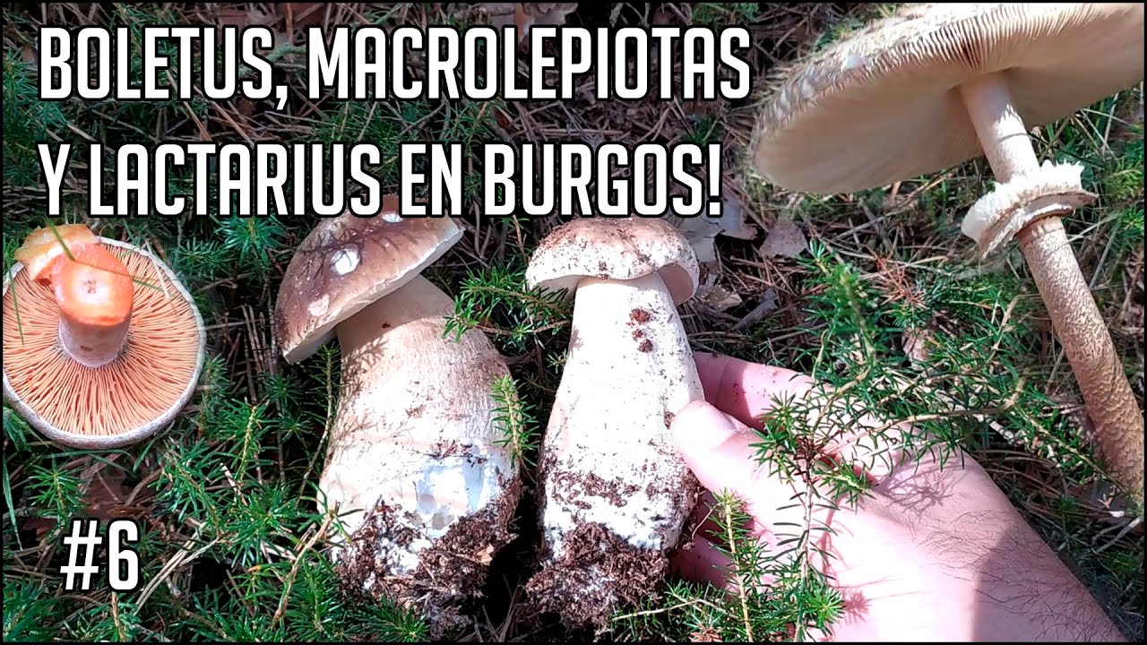 BUSCANDO BOLETUS EDULIS, MACROLEPIOTA PROCERA Y NISCALOS POR BURGOS | OCTUBRE TEMPORADA 2021 #6