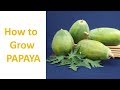 How to Grow Papaya. Step by step Guide. Easy to follow procedures.