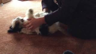 Millie Loves to be tickled