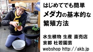 はじめてでも簡単　メダカの基本的な繁殖方法