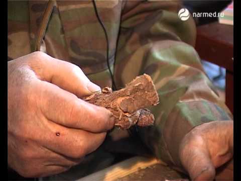 Копеечник забытый (красный корень)
