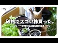 【購入品紹介】夏1発目のイベントで大散財した結果を見てください|アガベ/塊根植物|SOUP