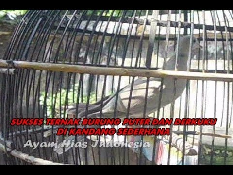 SUKSES TERNAK BURUNG PUTER DAN DERKUKU DI KANDANG SEDERHANA 