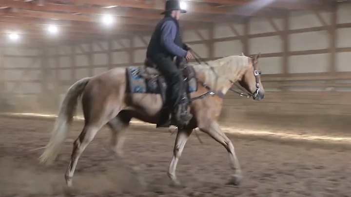 Amos Yoder Palomino gelding