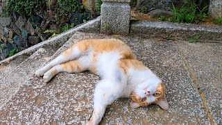猫島の神社の階段を上ると猫が追いかけてきてスライディング・ゴロンを決めた