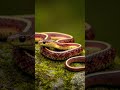 #pink #snake🐍