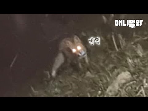 의문의 목줄을 하고 해운대에 나타난 녀석의 정체😱ㅣIdentify The Mysterious Being <strong>With</strong> A <strong>Collar</strong> On