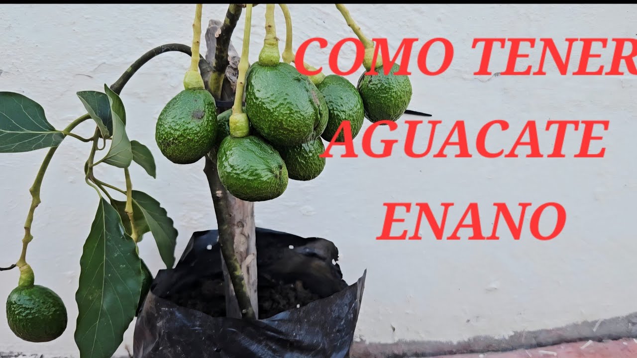 COMO TENER AGUACATE PARIENDO EN MACETA SIN TENER QUE ESPERAR AÑOS