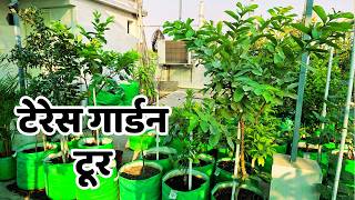 Rooftop Garden में Organic Farming! देखें कैसे घर की छत पर उग रहे फल और सब्ज़ियाँ 🌿🍅🍓