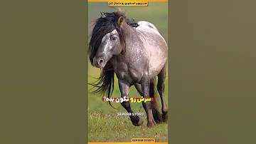 چرا بعضی اسب ها یال خیلی بلندی دارن 