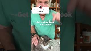 Cat Acne Remedy