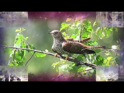 200 лет цыганка мне жизни нагадала. Песня нагадай кукушка мне года. Песня нагадай кукушка мне года. Малежик 200 лет. Нагадай кукушка.