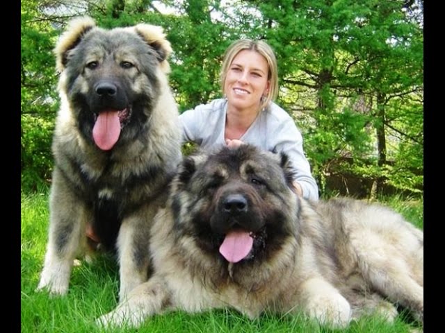 largest mountain dog