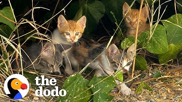 The Cat Distribution System | The Dodo