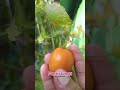 Panen tomat#petaniorganik#tanamnorganik#tanamankebun#internasional#gardening#nature