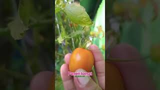 Panen tomat#petaniorganik#tanamnorganik#tanamankebun#internasional#gardening#nature