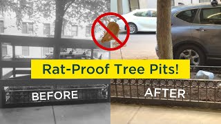 Keep NYC Rats off Your Street by Rat-Proofing Tree Pits (No More Rat Burrows!)