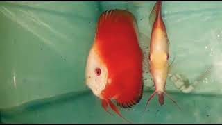 Super red discus pair with babies