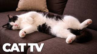 Cat TV 🐱 Birds, Wildlife & Nature Videos for Cats 🎶 Cat Entertainment & Enrichment screenshot 4