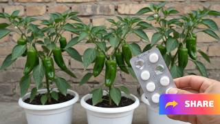 I just Know This Trick For Boosting Chilli Plants