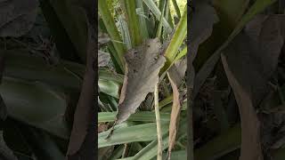 Only one bird remains #amazing #animals #birds #nature 🤦🤦🤦🤦