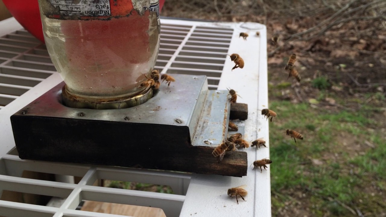 Honey Bees Get A Drink At A Sugar Water Feeder Youtube